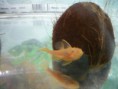 /album/ancistrus-sp-l144/l144-samice-1-jpg/